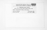 Elsinoe perseae image